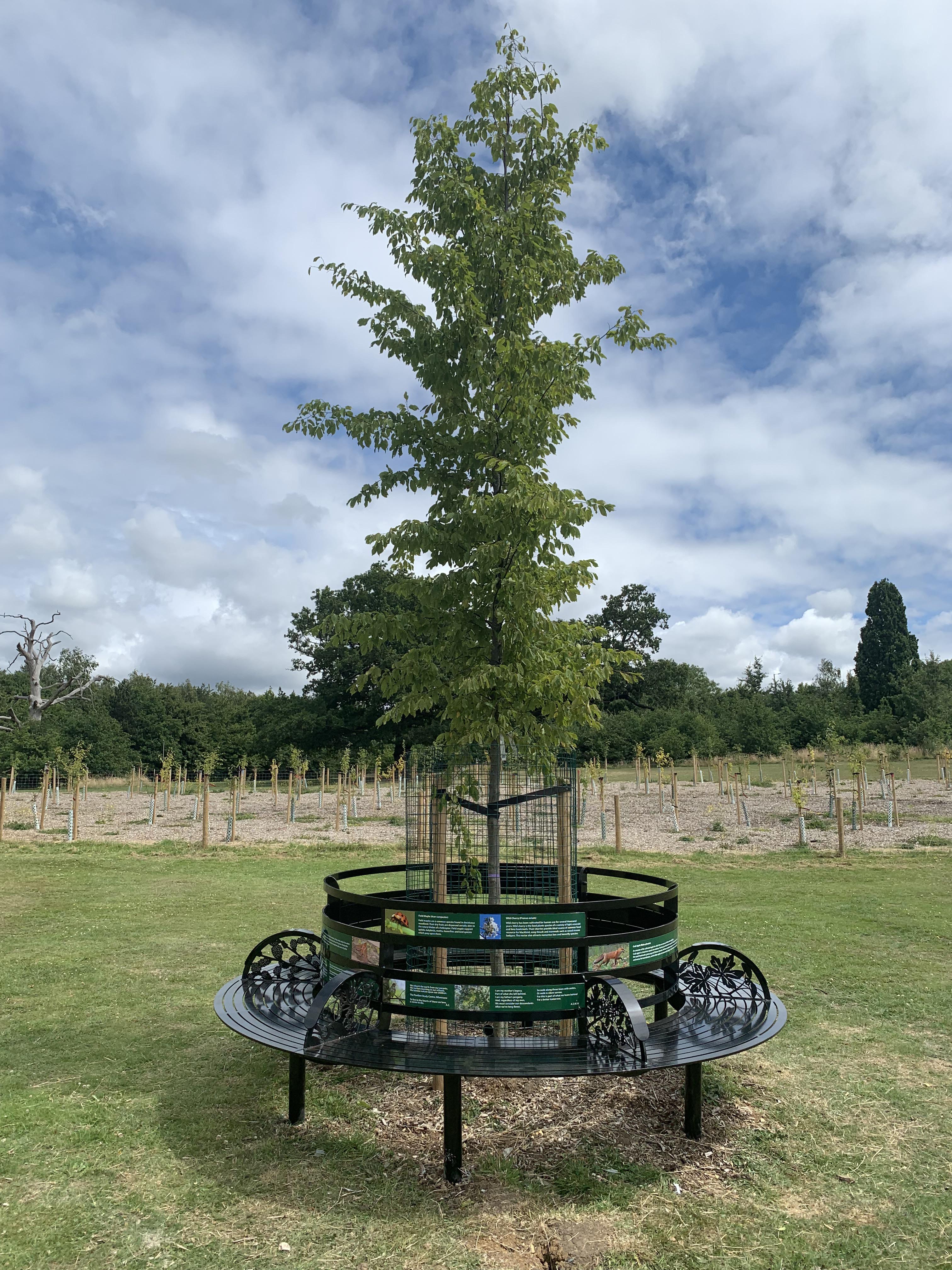 Photo of the commemorative bench in the memorial woodland