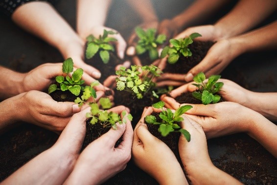 Several pairs of hands fingers tips together in a circle, each cupping a small plant growing from soil