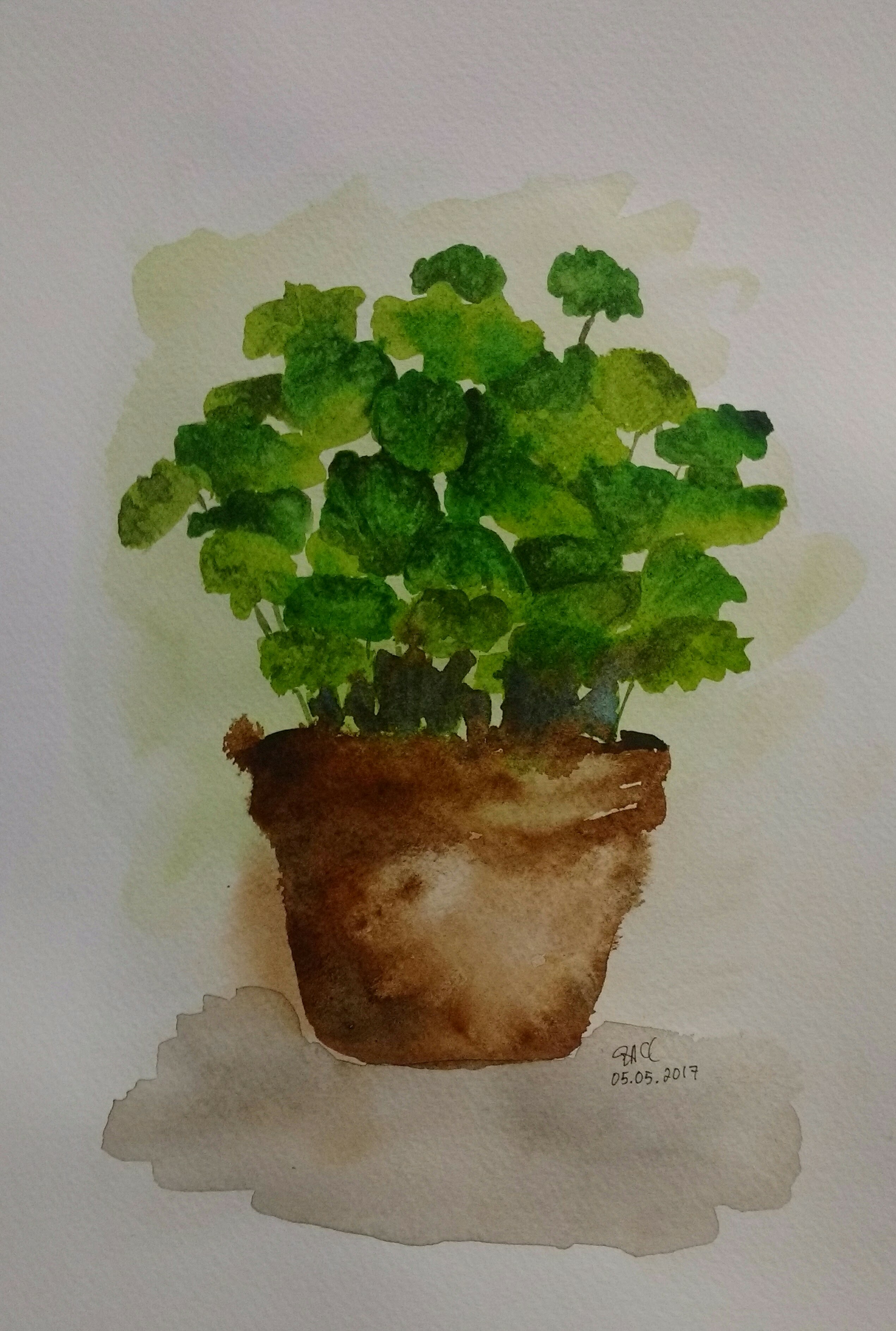 Painted image of parsley in a pot