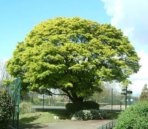 Barnet trees