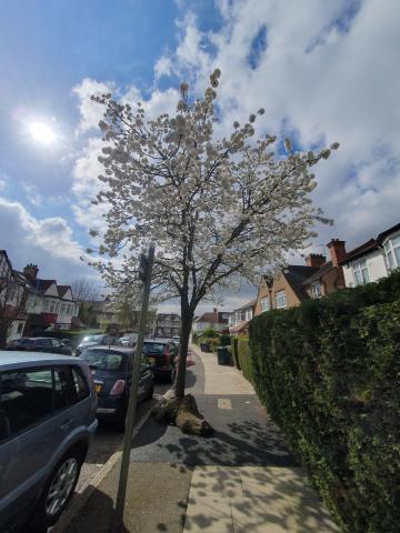 Tree on Leeside Crescent