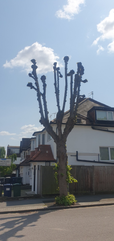 Image of tree on Templars Avenue, NW11