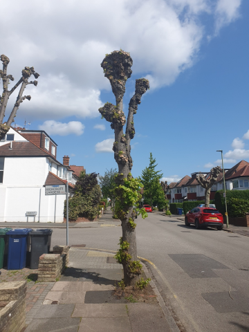 Image of tree on Templars Avenue, NW11