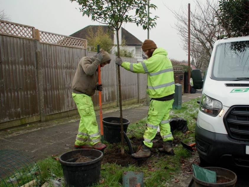 Tree planting